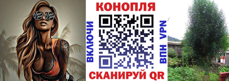 где можно купить наркотик  Пятигорск  блэк спрут как зайти  Шишки марихуана сатива 